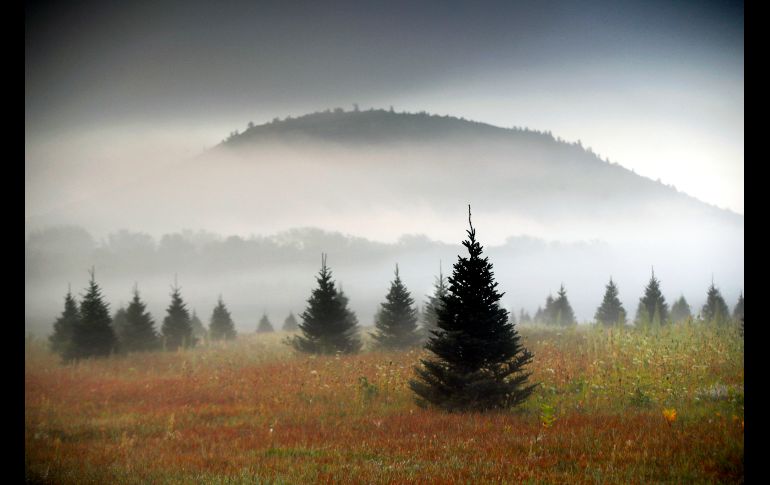 Una granja de árboles de Navidad se ve con niebla cerca de la montaña Starks en la ciudad estadounidense de Freybug, estado de Maine. AP/R. Bukaty
