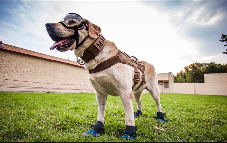 La perrita labrador de nombre 