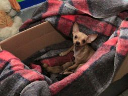 Los perritos chihuahueños se encuentran en el albergue instalado en el Plan Sexenal.