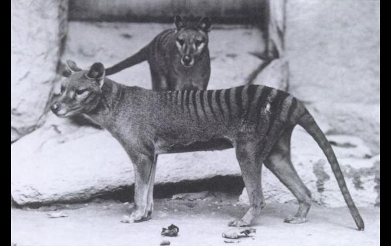 Luego de extinguirse en Australia continental, la población del tigre de Tasmania se concentró en la isla del mismo nombre. ESPECIAL