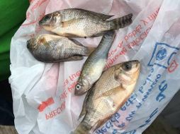 Los científicos creen que los tornados de agua, conocidos como trombas, podrían ser los responsables de arrastrar a los peces hacia el aire, donde viajan hasta que son dejados caer. FACEBOOK / Protección Civil Tamaulipas