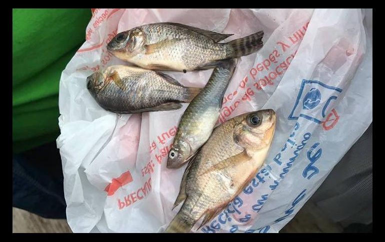 Los científicos creen que los tornados de agua, conocidos como trombas, podrían ser los responsables de arrastrar a los peces hacia el aire, donde viajan hasta que son dejados caer. FACEBOOK / Protección Civil Tamaulipas