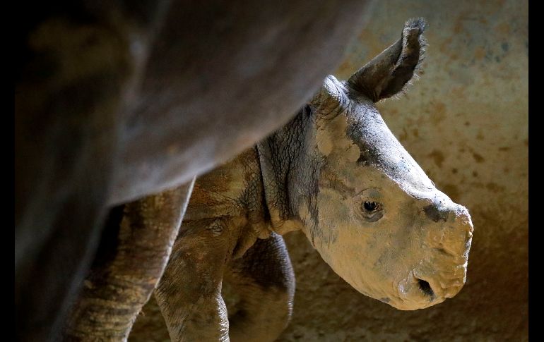 Un rinoceronte blanco de seis semanas juega en el lodo en el zoológico de Singapur. Se trata del rinoceronte número 21 nacido en cautividad en ese recinto. AP/W. Maye-E
