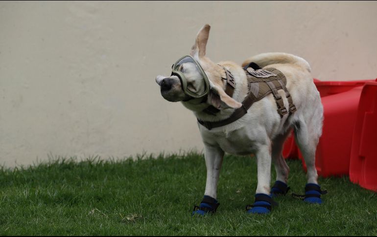 Frida En su carrera, de más de seis año, ha ayudado a encontrar 53 personas en medio de construcciones derruidas dentro y fuera de México, 12 de ellas con vida.