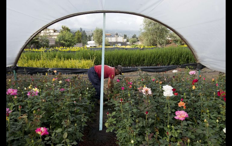 Destaca la idea de hacer proceso antidumping a perecederos, donde México es líder en exportación. AFP/Archivo
