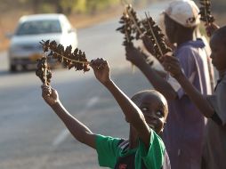 Fotogalería: Ratones rostizados, un manjar en Zimbabue