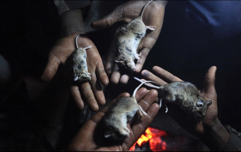En una buena noche, los niños dicen que pueden atrapar entre 50 y 100 ejemplares. AP/T. Mukwazhi