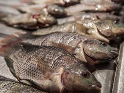 Conapesca verifica que el producto sea fresco y gourmet , dice directivo de la granja acuícola Aquamol Tilapia. EL INFORMADOR/ARCHIVO