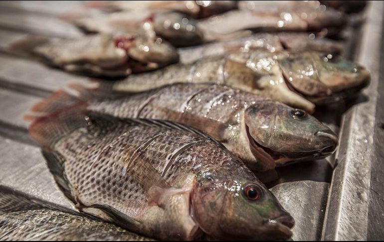 Conapesca verifica que el producto sea fresco y gourmet , dice directivo de la granja acuícola Aquamol Tilapia. EL INFORMADOR/ARCHIVO
