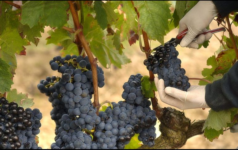 De nada sirve un arrepentimiento si no me lleva a trabajar arduamente en la viña del Señor. ESPECIAL