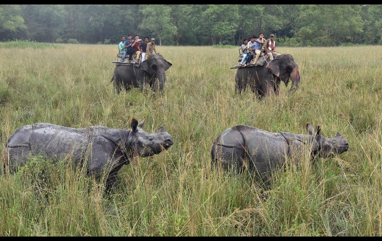 Turistas que pasean en elefantes observan rinocerontes en el santuario silvestre de Pobitora, India. AFP/B. Boro