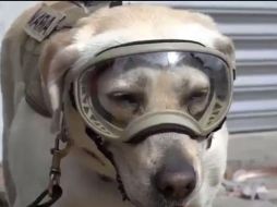 La perrita de la Marina ha participado en 50 rescates en todo el mundo. NTX / ARCHIVO