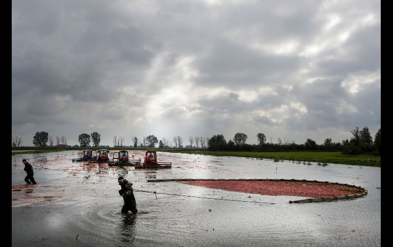 Trabajadores cosechan arándanos en una granja de Selishche, Bielorrusia. AP/S. Grits