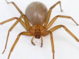 La mordedura de la araña violinista puede evolucionar de forma progresiva y muy rápida.  ESPECIAL / www.medicosencuernavaca.com.mx