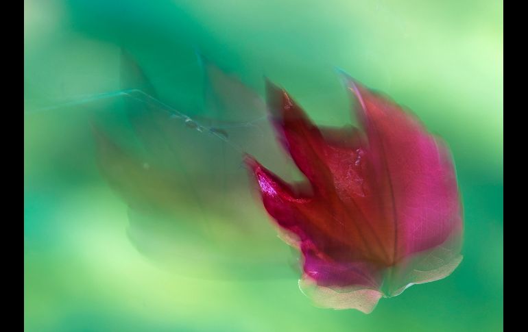 El viento mueve una hoja de maple hacia una telaraña en Erfurt, Alemania. AP/J. Meyer