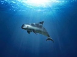 El Plan de México para la Conservación de la Vaquita Marina es el primer en su tipo a nivel mundial. AP/ARCHIVO