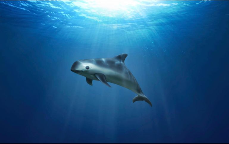 El Plan de México para la Conservación de la Vaquita Marina es el primer en su tipo a nivel mundial. AP/ARCHIVO
