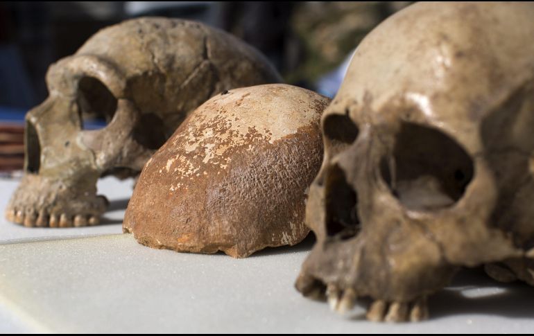Los estudios también revisan al alza el componente de ADN neandertal que transporta ahora el hombre moderno. EFE/Archivo