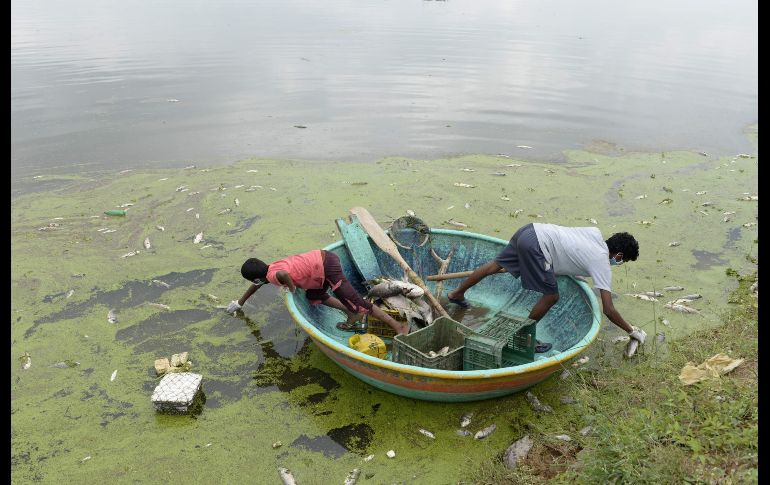 Pescadores indios recogen pescados muertos en el lago Gandi de Hyderabad. Autoridades dijeron que entre 70 y 80% de los peces murieron por desechos químicos que llegaron tras fuertes lluvias. AFP/N. Seelam