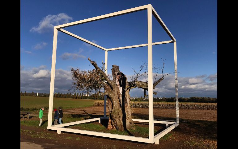 Un escaparate sin vidiro enmarca los restos de un árbol de 400 años como parte de una instalación artística en Oberursel, Alemania, cuyo costo de 77 mil euros ha provocado críticas de los contribuyentes. AP/M. Probst