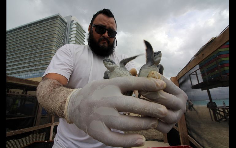 Un especialista en manejo de fauna silvestre trabaja en el resguardo de crías de tortuga blanca, en una playa de Cancún, Quintana Roo, ante la llegada de la tormenta tropical 