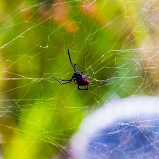 El IMSS alerta sobre picadura de arácnidos en Jalisco
