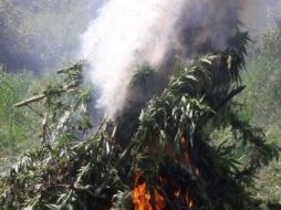 La FUR destruye sembradío de mariguana en Hostotipaquillo  
