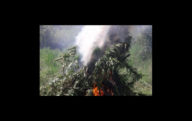 Elementos de la corporación localizaron los sembradíos que fueron destruidos. TWITTER / @FiscaliaJal