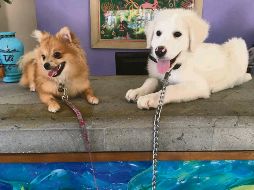 Cada vez hay más lugares que permiten que compartas tus vacaciones con tus amigos peludos. ESPECIAL / Puerto de Luna