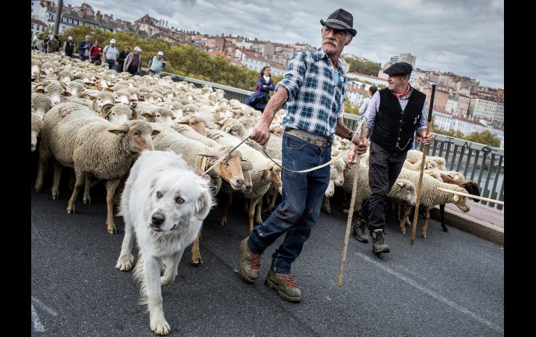 Un criador de ovejas se manifiesta en Lyon, Francia, en contra del aumento en los ataques de lobos a rebaños. AP/L. Cipriani