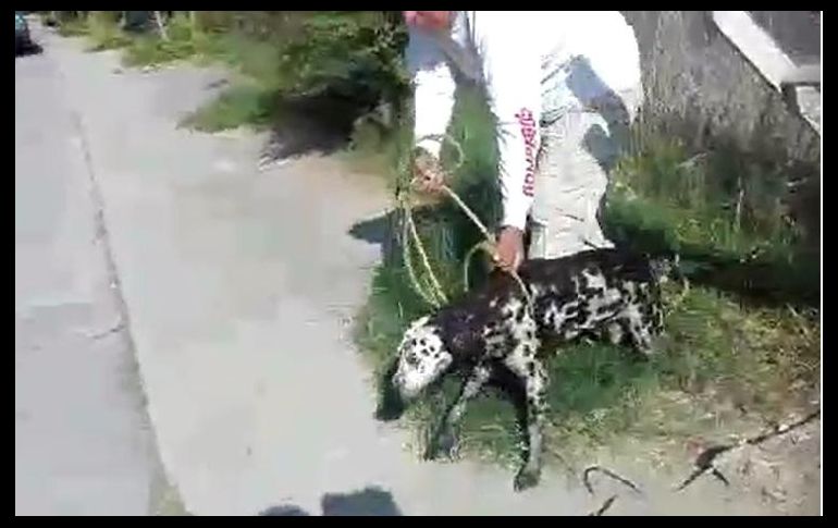 Los bomberos desconocen cuánto tiempo llevaba el perro atrapado en el canal. ESPECIAL/ BOMBEROS DE GUADALAJARA