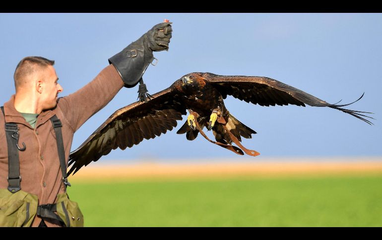 El entrenador Levente Toth atrae con un reclamo al águila real 