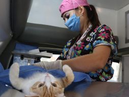Iniciará campaña de esterilización animal en ZMG