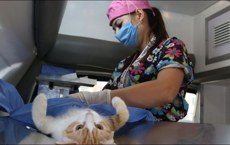 Serán entregadas 200 fichas por municipio para la atención quirúrgica de los animales. ESPECIAL/ Ayuntamiento de Tlajomulco