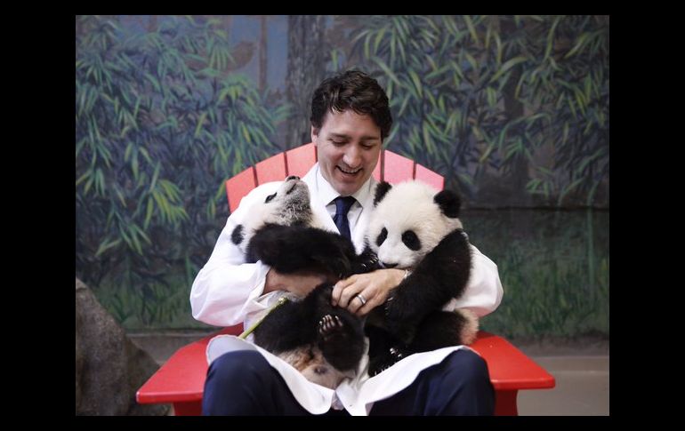 Esta imagen con los bebés panda del zoológico de Toronto, en marzo de 2016, derritió en redes sociales. TWITTER@JustinTrudeau