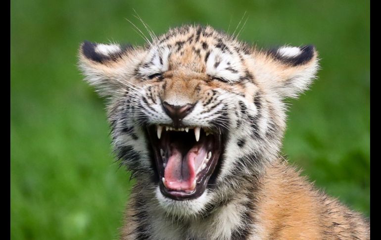 Un tigre siberiano se ve en el su recinto del parque animal Hagenbeck, en la ciudad alemana de Hamburgo. Cuatro ejemplares nacieron en el sitio el pasado 15 de junio. AP/DPA/C. Charisius