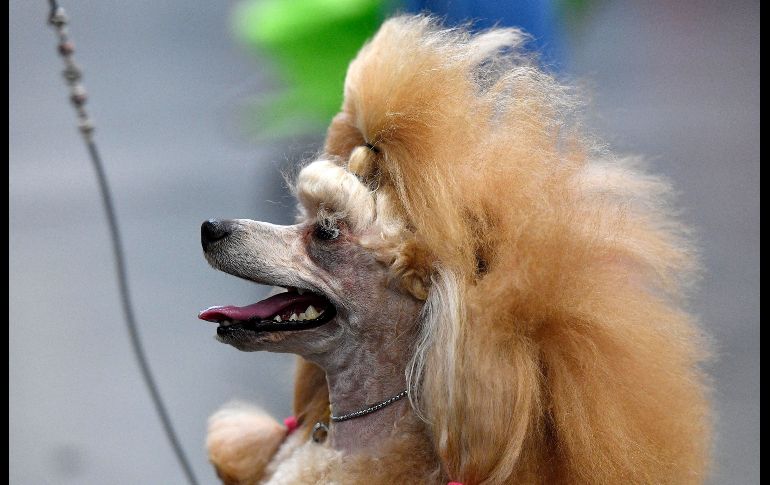 DORTMUND, ALEMANIA.- Un perro Poddle espera su turno para lucirse en una competencia denominada 