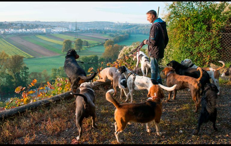 LUISBURGO, ALEMANIA.- Pino Puglisi es propietario de un hotel para perros en la rivera del río Neckar y saca a caminar a sus huéspedes por la mañana. AFP / T. Kienzle