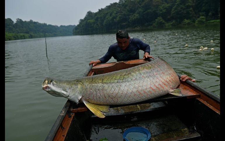 BRASIL.- Pescadores cargan un enorme pez arapaima, una especie que puede crecer hasta tres metros y pesar casi 200 kilogramos, como un ejercicio para preservar la especie. A partir de diciembre y hasta marzo, queda prohibida la pesca.