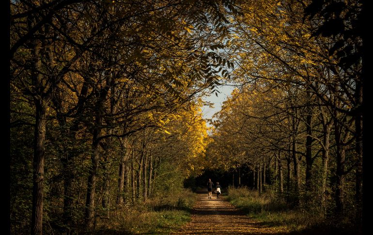 PARÍS, FRANCIA.- Una pareja sale a trotar en medio de un pintoresco ambiente otoñal en el Bosque de Vincennes cerca de París. AFP / C. Simon