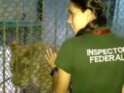 La Profepa intenta determinar si la leona tiene algún tipo de circuito integrado de identificación y quién es el dueño. TWITTER / @PROFEPA_Mx