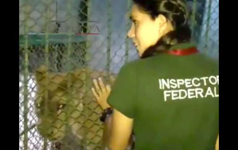 La Profepa intenta determinar si la leona tiene algún tipo de circuito integrado de identificación y quién es el dueño. TWITTER / @PROFEPA_Mx