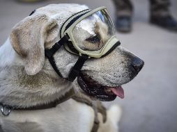 Junto a Frida estarán Eco y Evil, los pastores que también forman parte de los binomios de la Semar. AFP / ARCHIVO