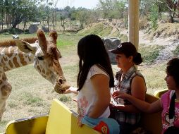 La encargada de difusión del Zoológico, indica que en el 'Safari Masai Mara' las jirafas pueden comer de la mano de los visitantes. FACEBOOK/ZOOLÓGICO GUADALAJARA
