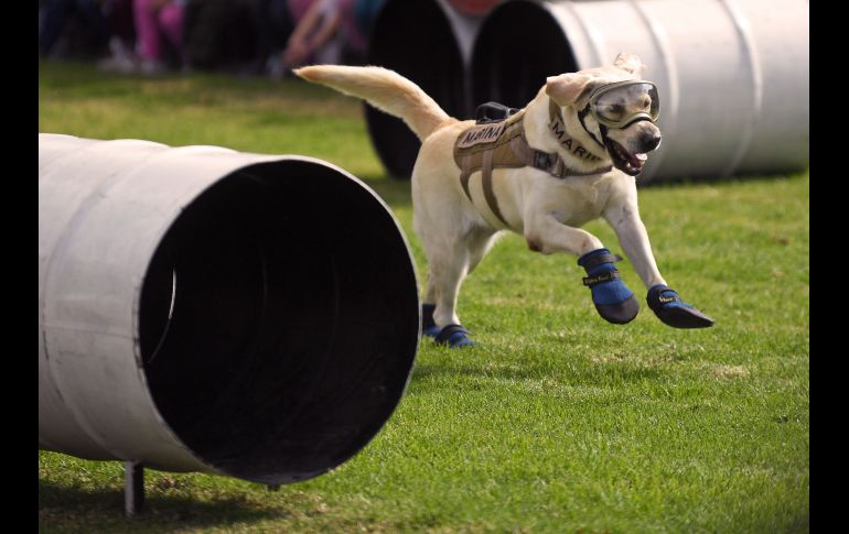La perrita rescatista 