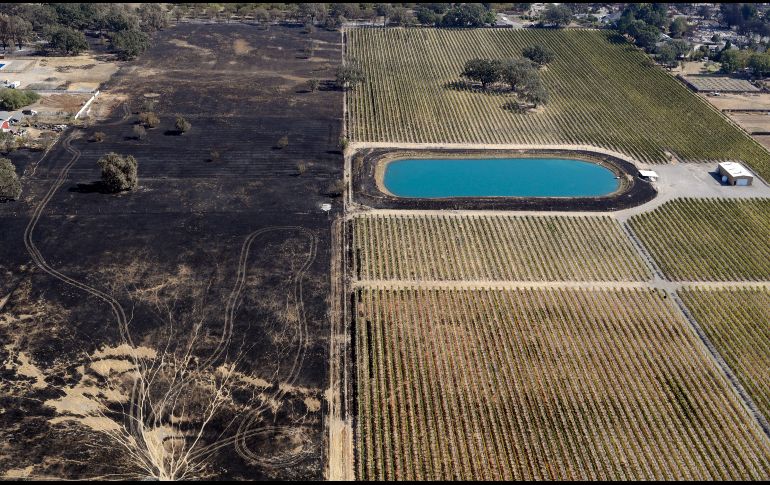 Un viñedo de Santa Rosa quedó apenas a salvo del fuego que pasó durante la semana por la localidad. AP / M. Sánchez