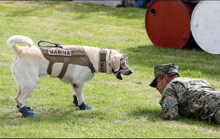 El can con un elemento de la Marina. SUN/L. Cortés