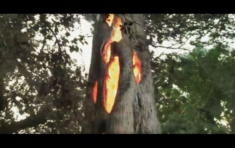 Ardiendo. Al buscar vías de escape, un ciudadano encontró un árbol hueco que se quemaba por dentro. AP