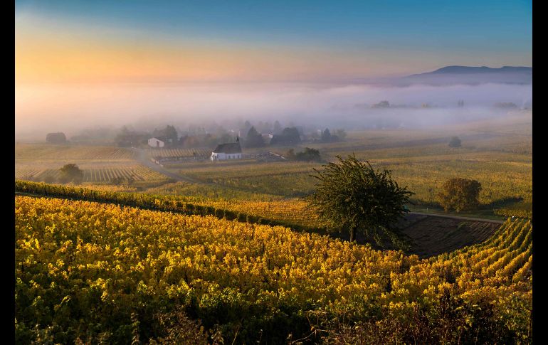 Viñedos vistos a la luz del amanecer en Wolxheim, al este de Francia. AFP/P. Hertzog