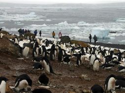 Grandes e inusuales cantidades de hielo forzaron a los pingüinos a viajar más lejos para buscar comida y poder alimentar a sus crías. AP / ARCHIVO